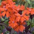 'Orange Gnome' Maltese Cross