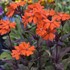 'Orange Gnome' Maltese Cross