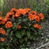 'Orange Gnome' Maltese Cross