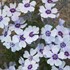 Creeping phlox 'North Hills'