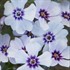 Creeping phlox 'North Hills'