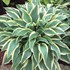 'Wolverine'  Hosta