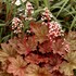 'RIO' Coral Bells