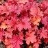 'RIO' Coral Bells