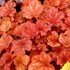 'RIO' Coral Bells