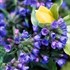 'Bertram Anderson' Lungwort
