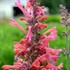 Kudos™ 'Coral' Hummingbird Mint