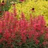 Kudos™ 'Coral' Hummingbird Mint