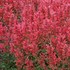 Kudos™ 'Coral' Hummingbird Mint