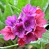 'Raspberry Splash' Lungwort