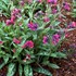 'Raspberry Splash' Lungwort