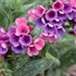 'Raspberry Splash' Lungwort