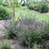 Lo & Behold® 'Blue Chip Jr.' Butterfly Bush