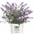 Lo & Behold® 'Blue Chip Jr.' Butterfly Bush