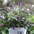 Lo & Behold® 'Blue Chip Jr.' Butterfly Bush