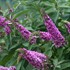 Lo & Behold® 'Pink Micro Chip' Butterfly Bush