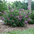 Lo & Behold® 'Pink Micro Chip' Butterfly Bush