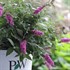 Lo & Behold® 'Pink Micro Chip' Butterfly Bush