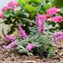 Lo & Behold® 'Pink Micro Chip' Butterfly Bush