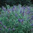 'Ellen's Blue' Butterfly Bush