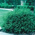 Boxwood 'Green Velvet' 