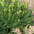 Boxwood 'Green Velvet' 