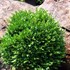 Boxwood 'Green Velvet' 