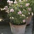 Sugar Tip® Rose of Sharon