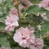 Sugar Tip® Rose of Sharon
