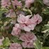 Sugar Tip® Rose of Sharon