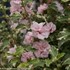 Sugar Tip® Rose of Sharon