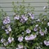 Azurri Blue Satin®  Rose of Sharon