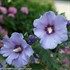 Azurri Blue Satin®  Rose of Sharon