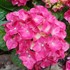 'Glowing Embers' Big Leaf Hydrangea