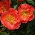 Oso Easy® Mango Salsa  Landscape Rose