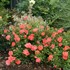 Oso Easy® Mango Salsa  Landscape Rose