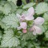 'Pink Pewter' Spotted Dead Nettle