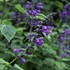 'Black & Blue' Salvia