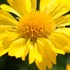 Gaillardia 'Mesa Yellow' Blanket Flower