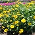 Gaillardia 'Mesa Yellow' Blanket Flower