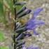 'Black & Blue' Salvia