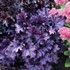 'Forever Purple'  Coral Bell