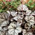 'Glitter' Heuchera Coral Bells