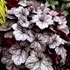 'Glitter' Heuchera Coral Bells
