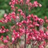'Glitter' Heuchera Coral Bells