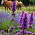 'Blue Boa'  Hyssop