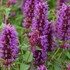 'Blue Boa'  Hyssop