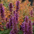 'Blue Boa'  Hyssop