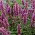 'Blue Boa'  Hyssop