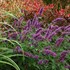 'Blue Boa'  Hyssop
